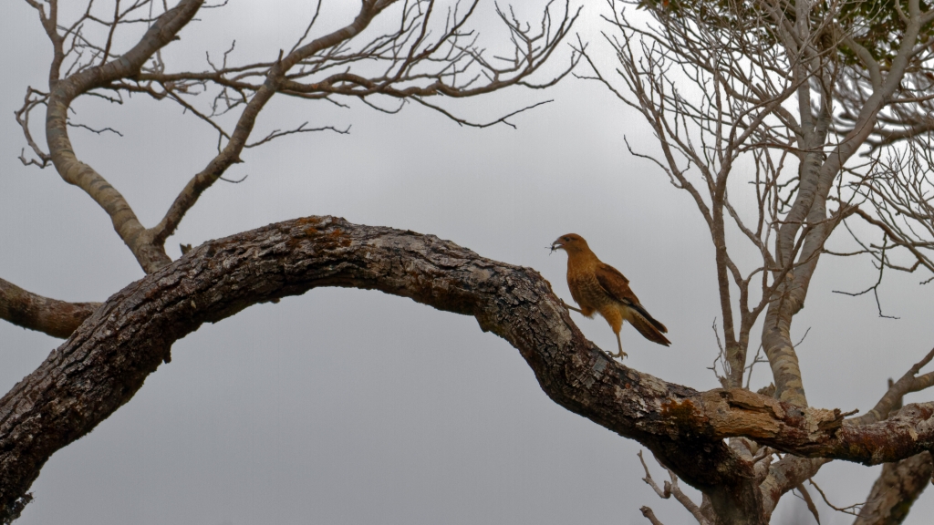 11 - Île de Chiloé (41).jpg